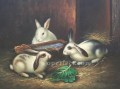 am025D animal rabbits